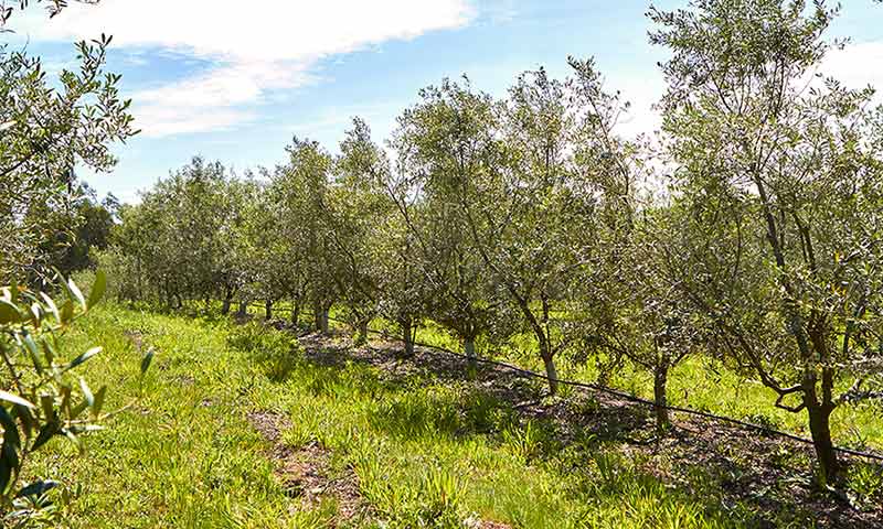 Plantación de olivos en Galicia