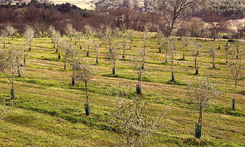 Plantación de olivos en Galicia